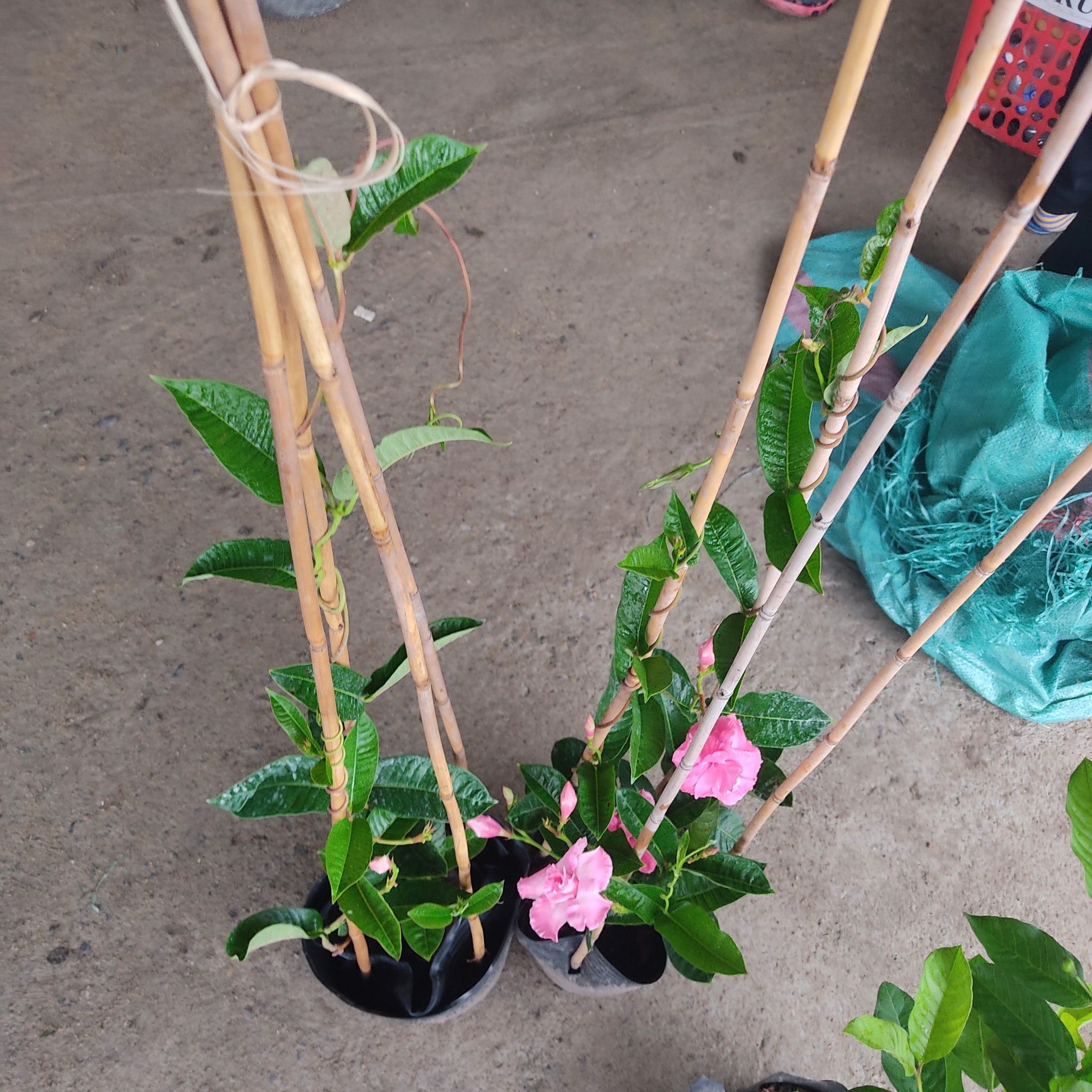Cây Hoa Hồng Anh Leo Giàn Đang Hoa