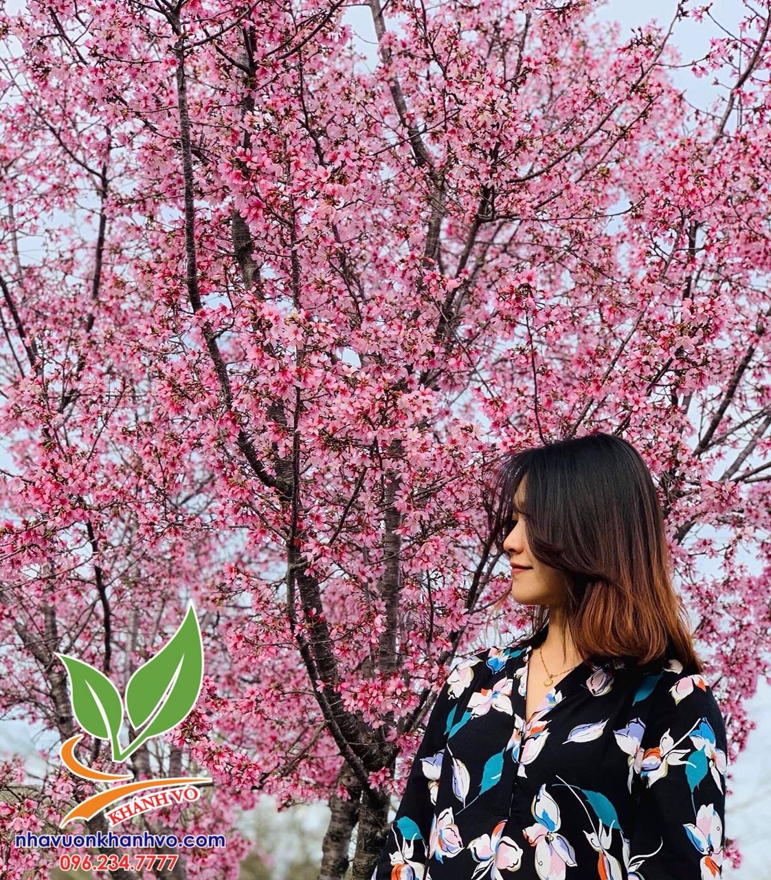 CÂY HOA MAI ANH ĐÀO LỚN