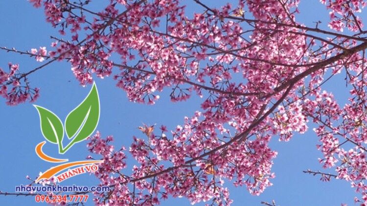CÂY HOA MAI ANH ĐÀO LỚN