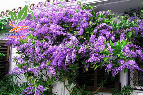 Cây Hoa Mai Xanh Thái Lan Giống