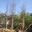Cây Hoa Mộc Lan Trắng Lâu Năm Sai Hoa Cao 2,5m