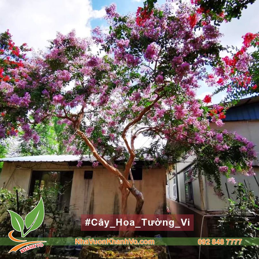 Cây Hoa Tường Vy Đẹp Lâu Năm