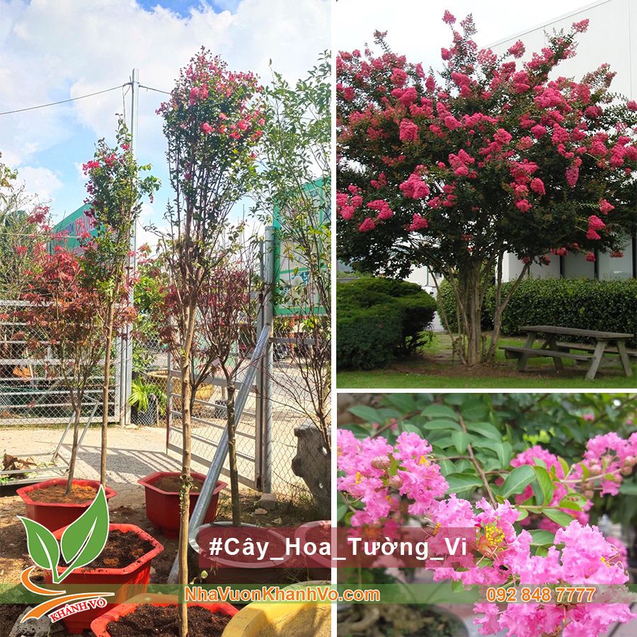 Cây Hoa Tường Vi Ghép Bằng Lăng