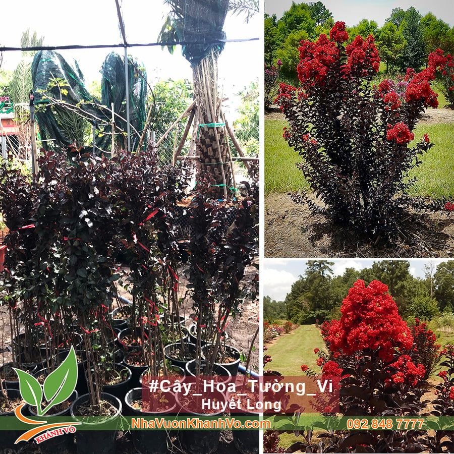 Cây Hoa Tường Vi Màu Đỏ Giống