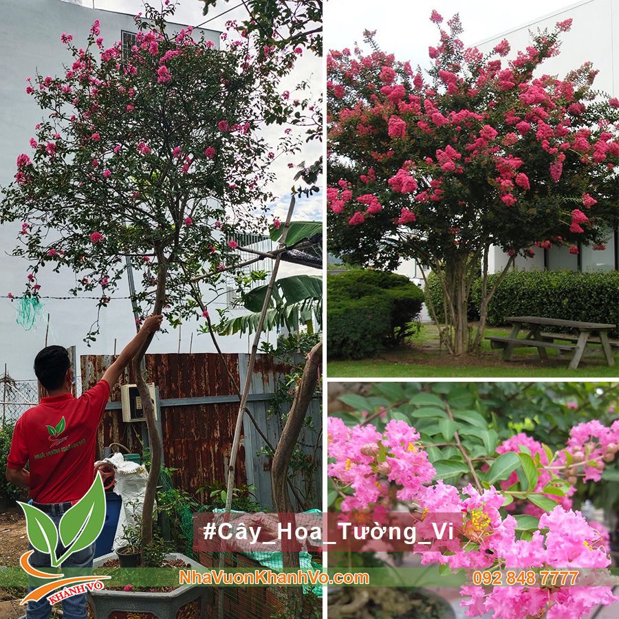 Cây Hoa Tường Vi Thân Gỗ 2,5m