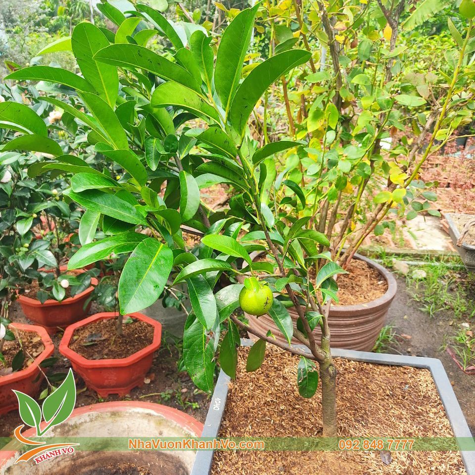 Cây Hồng Socola Đã Ra Trái Cao 1m - 1,2 m