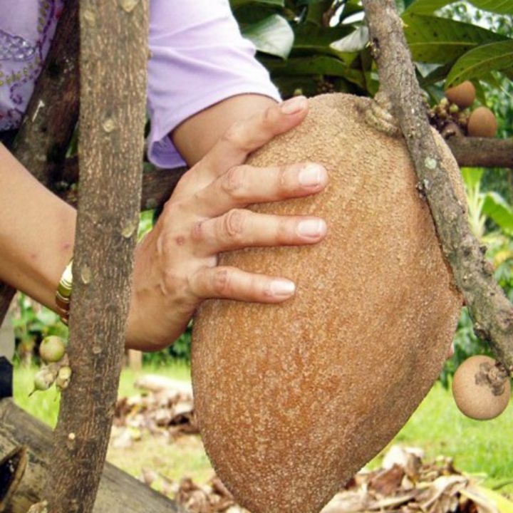Cây Hồng Xiêm Ruột Đỏ Khổng Lồ Cao 1m