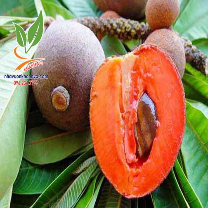 Cây Hồng Xiêm Ruột Đỏ Khổng Lồ Cao 1m