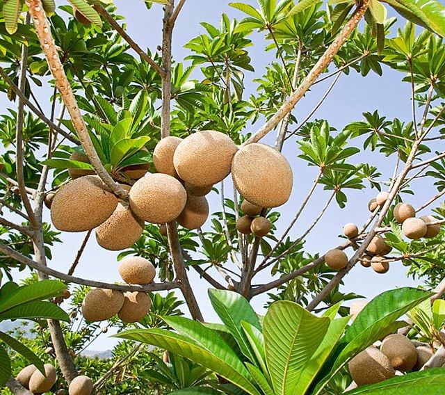 Cây Hồng Xiêm Thái Khổng Lồ Đã Ra Trái Cao Trên 2m