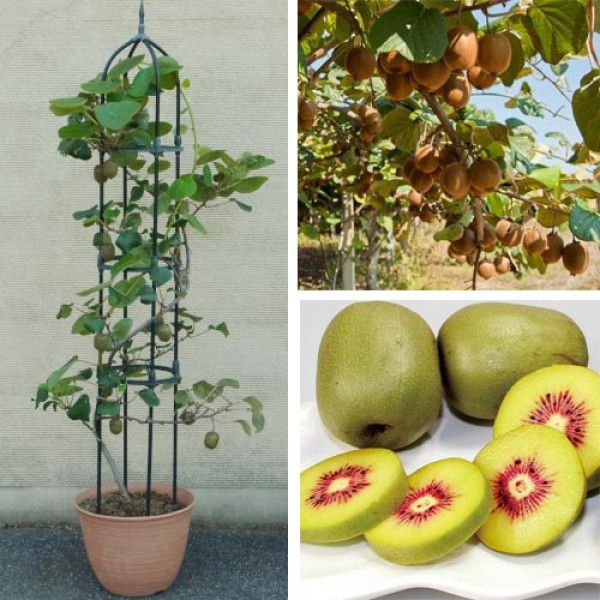 Cây Kiwi Ruột Đỏ, Xanh, Vàng Cao 30-40cm