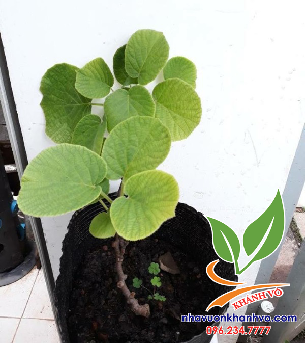 Cây Kiwi Ruột Đỏ, Xanh, Vàng Cao 30-40cm