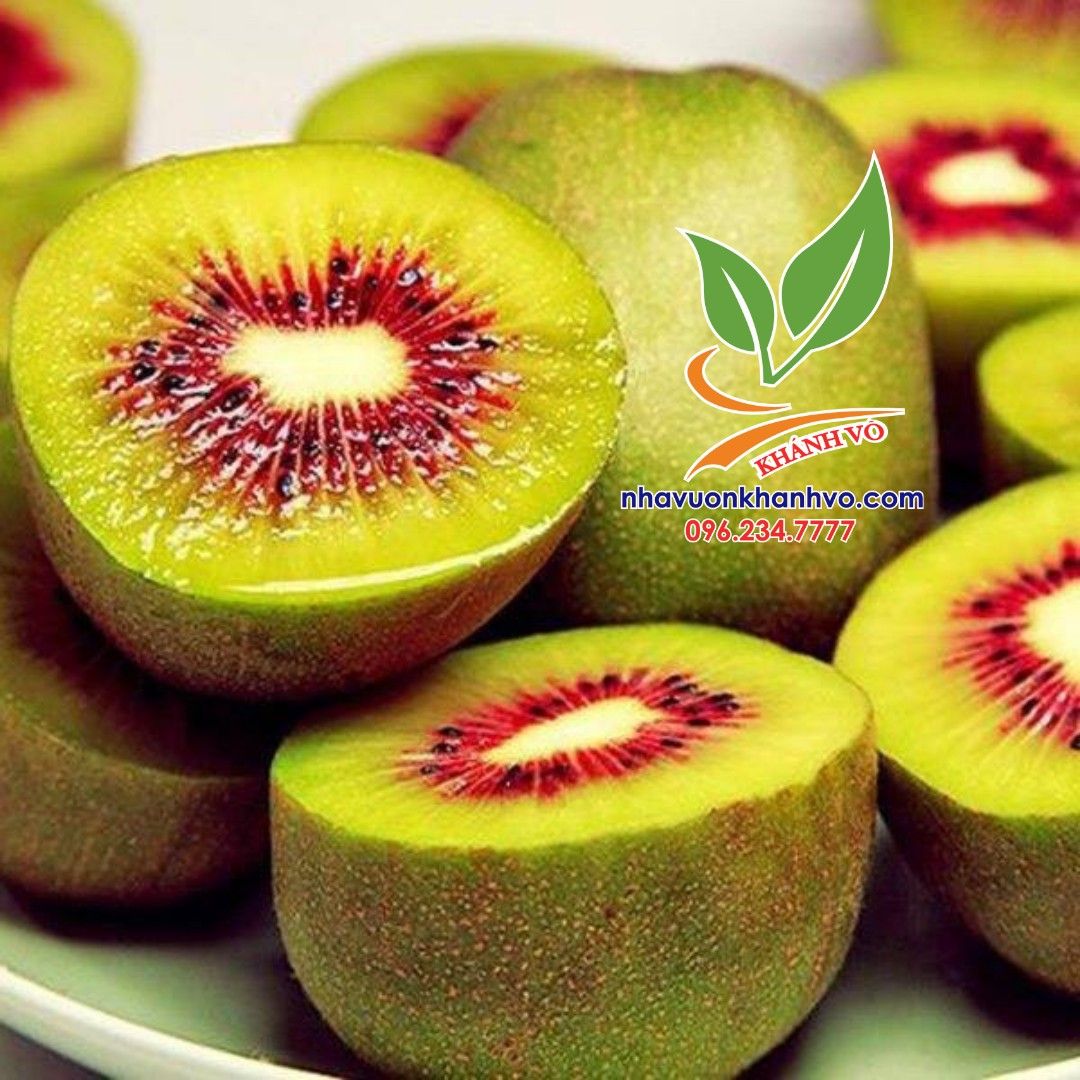 Cây Kiwi Ruột Đỏ, Xanh, Vàng Cao 30-40cm