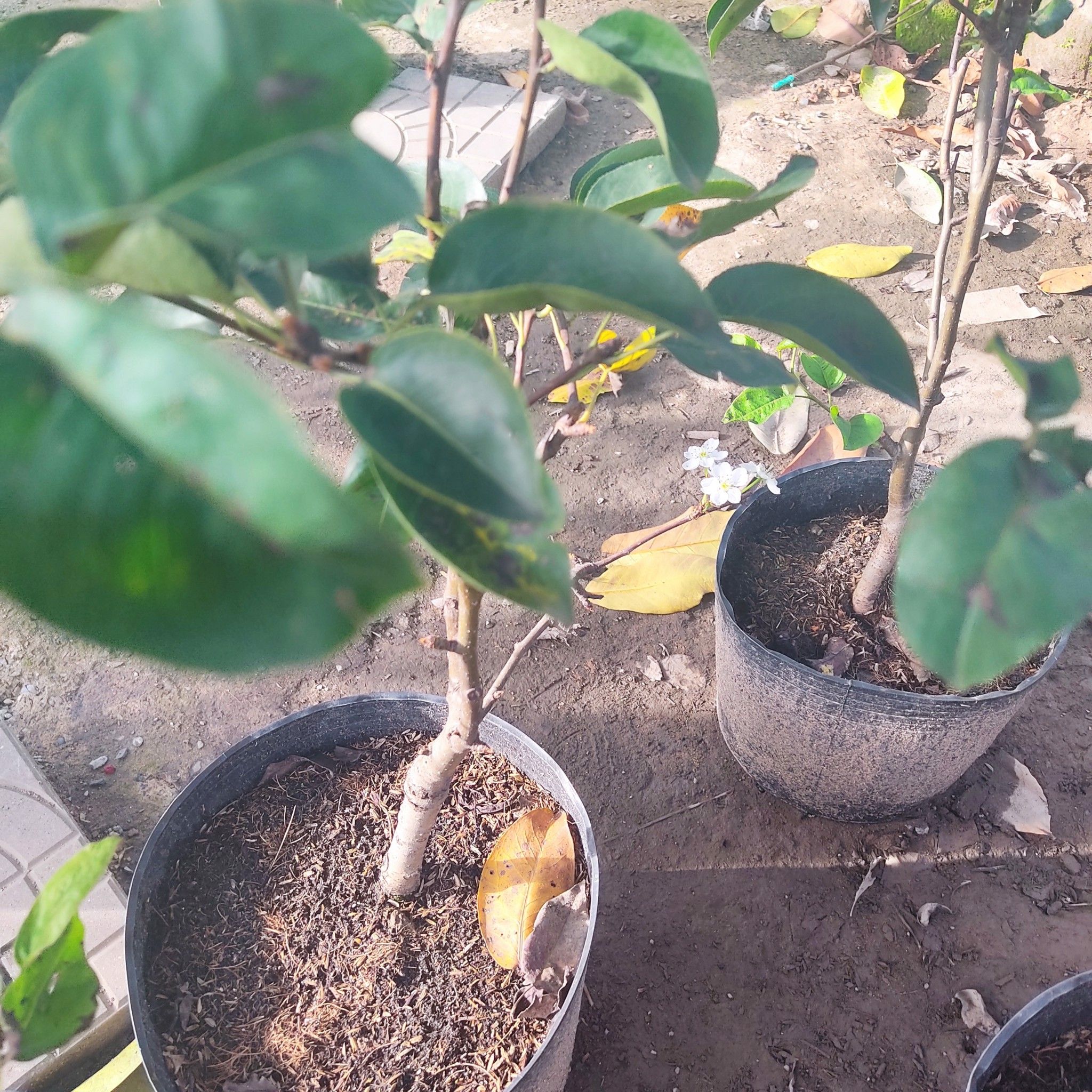 Cây Lê Nâu Đài Loan Đang Hoa Cao 40-50cm