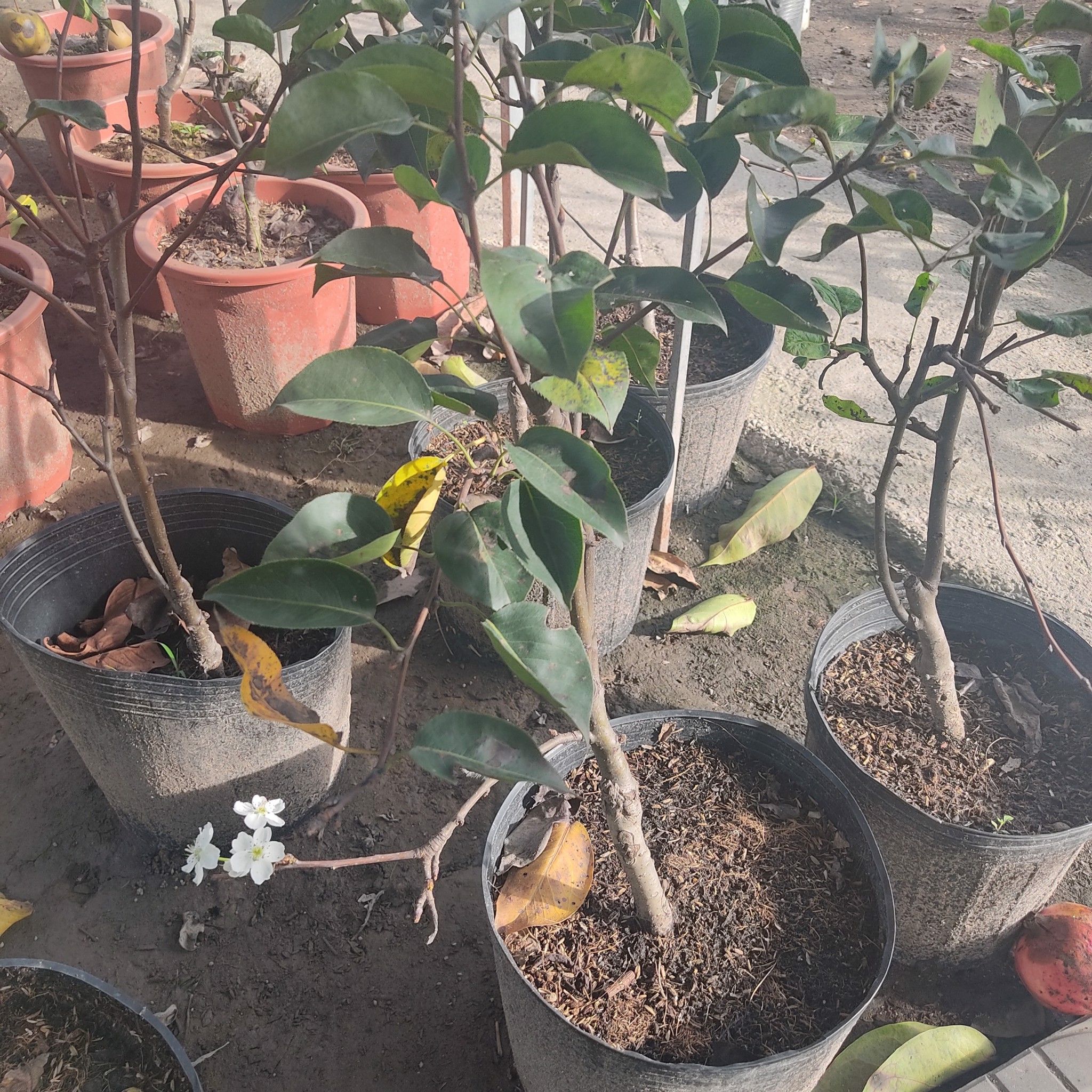 Cây Lê Nâu Đài Loan Đang Hoa Cao 40-50cm