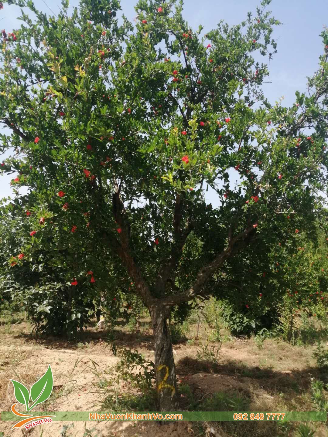 Cây Lựu Ấn Độ Cổ Thụ Lâu Năm Cao trên 2m