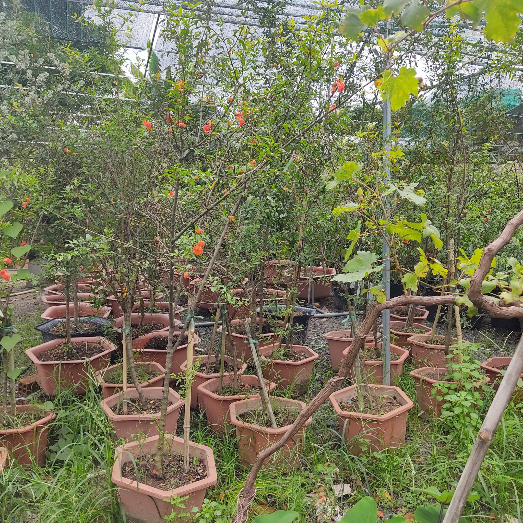Cây Lựu Ấn Độ Thân Lớn Đang Trái Cao 1,6m - 1,8m