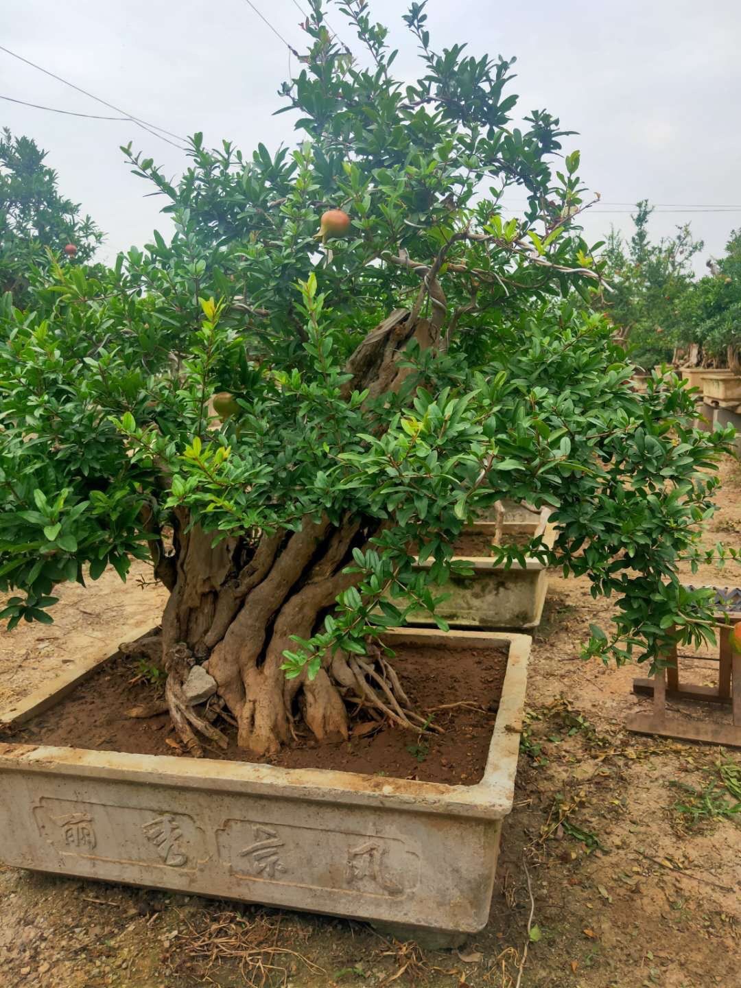 Cây lựu bonsai - cây cảnh phong thuỷ