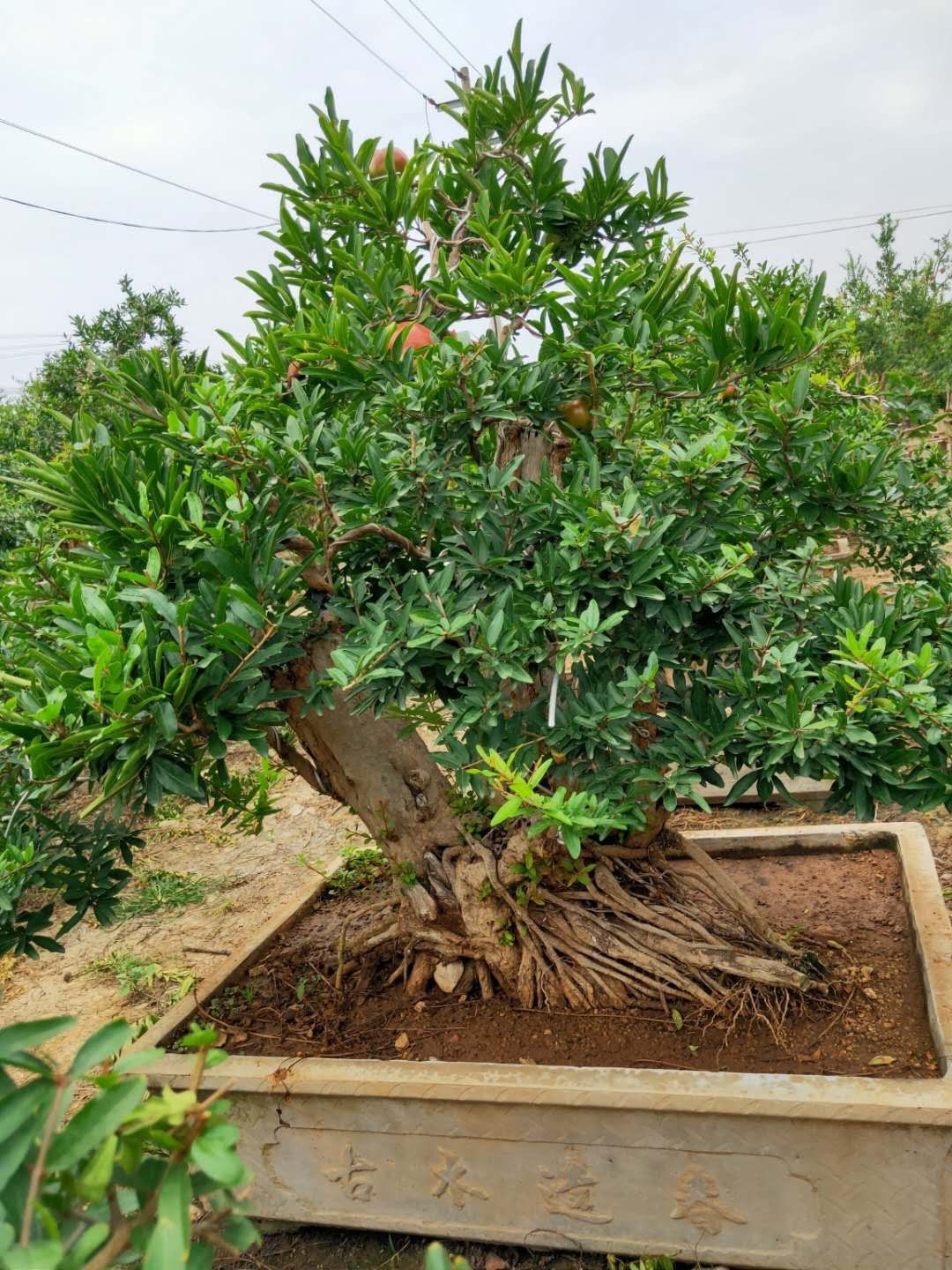 Cây lựu bonsai - cây cảnh phong thuỷ