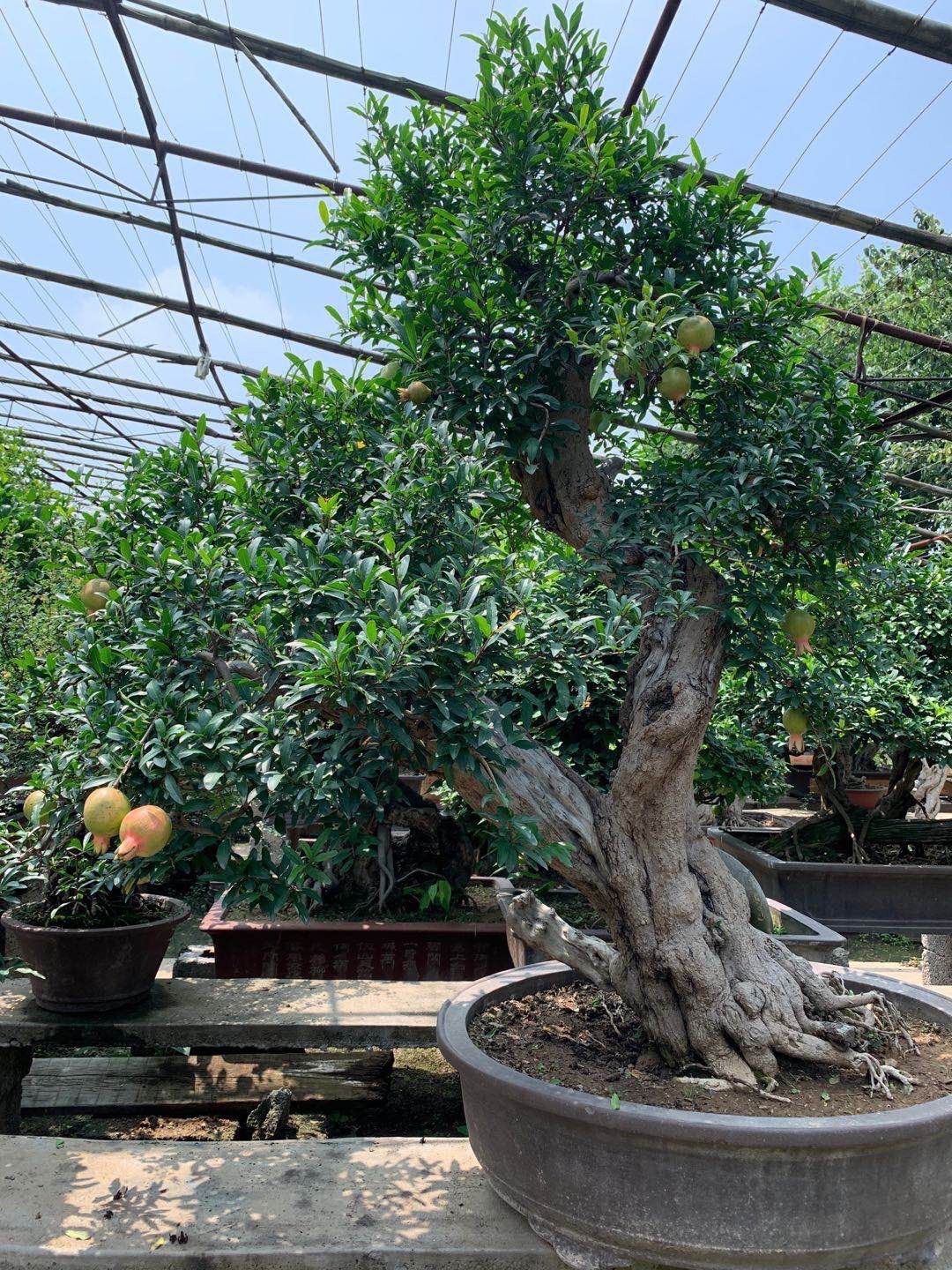 Cây lựu bonsai - cây cảnh phong thuỷ