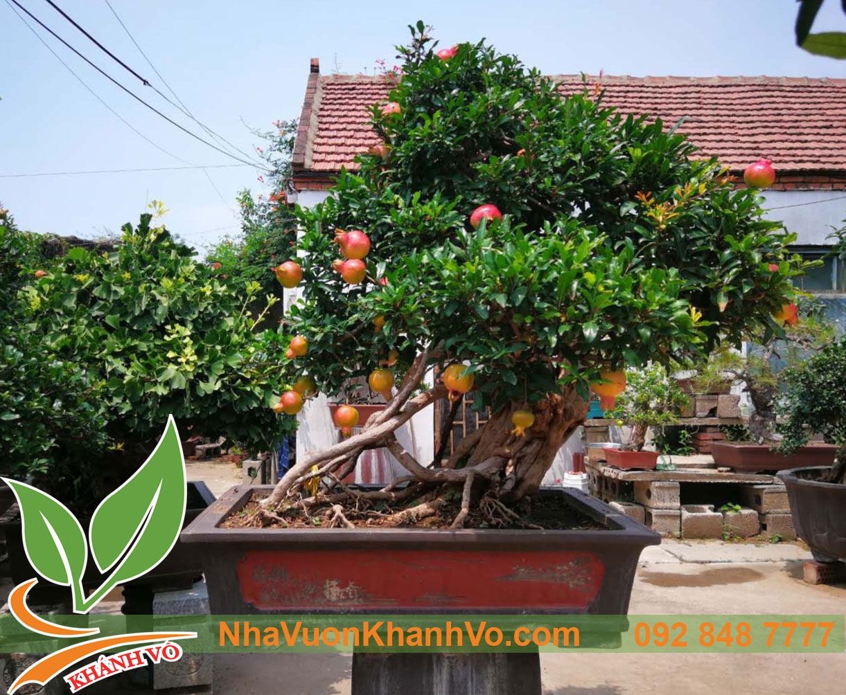 Cây lựu bonsai - cây cảnh phong thuỷ
