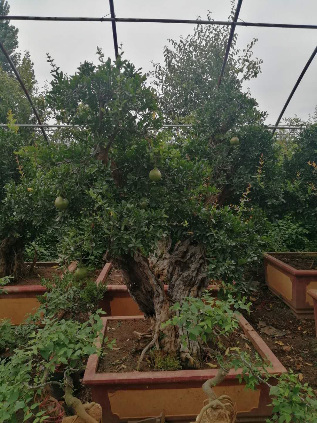 Cây lựu bonsai - cây cảnh phong thuỷ