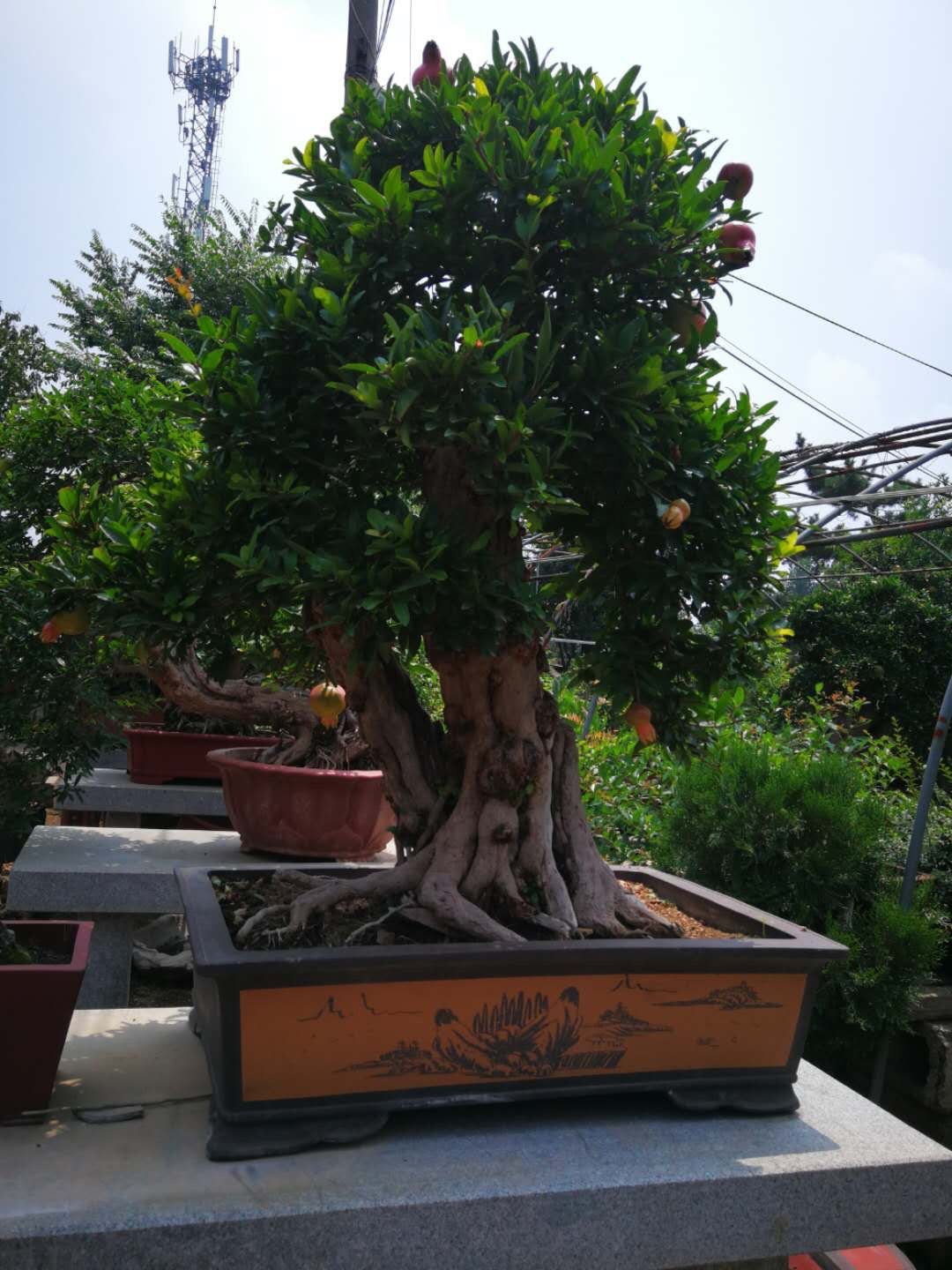 Cây lựu bonsai - cây cảnh phong thuỷ