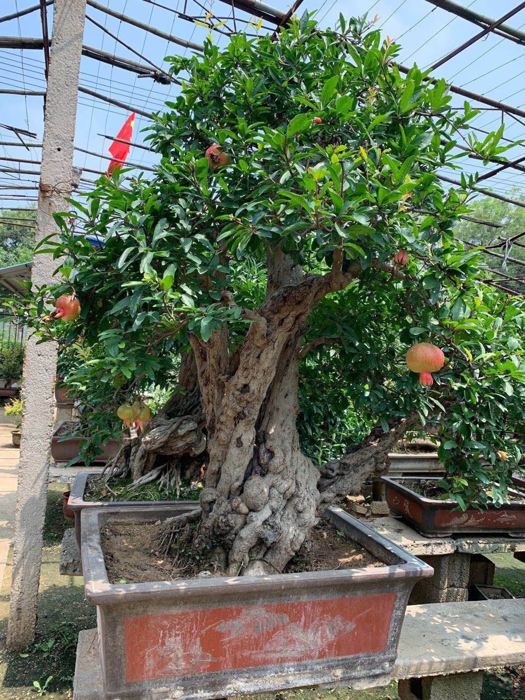 Cây lựu bonsai - cây cảnh phong thuỷ