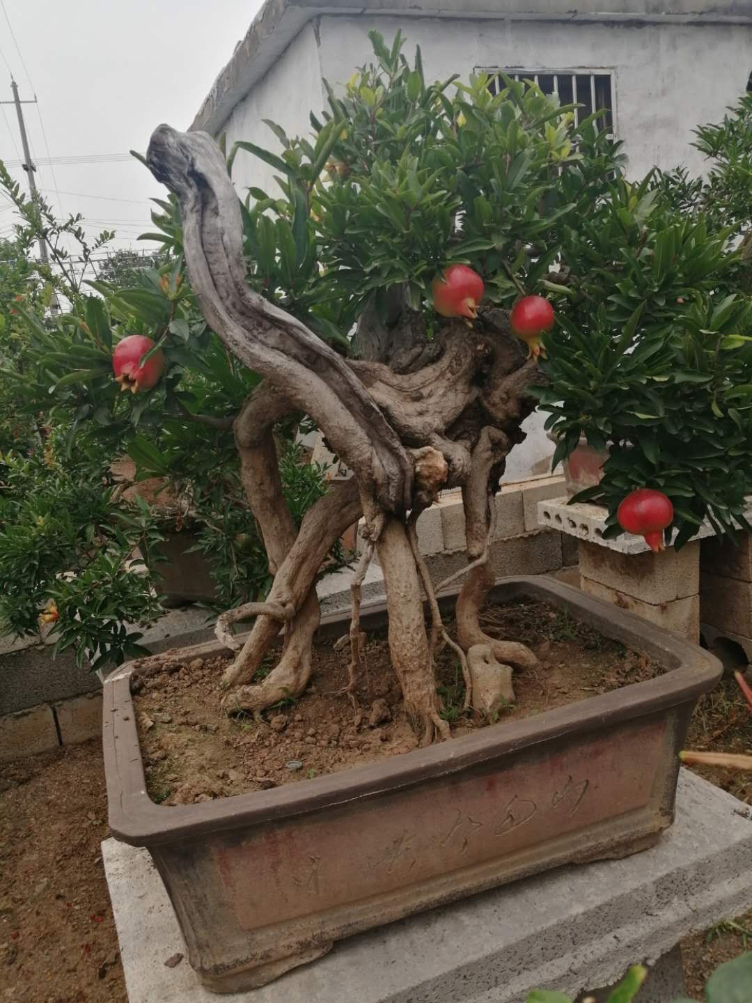Cây lựu bonsai - cây cảnh phong thuỷ