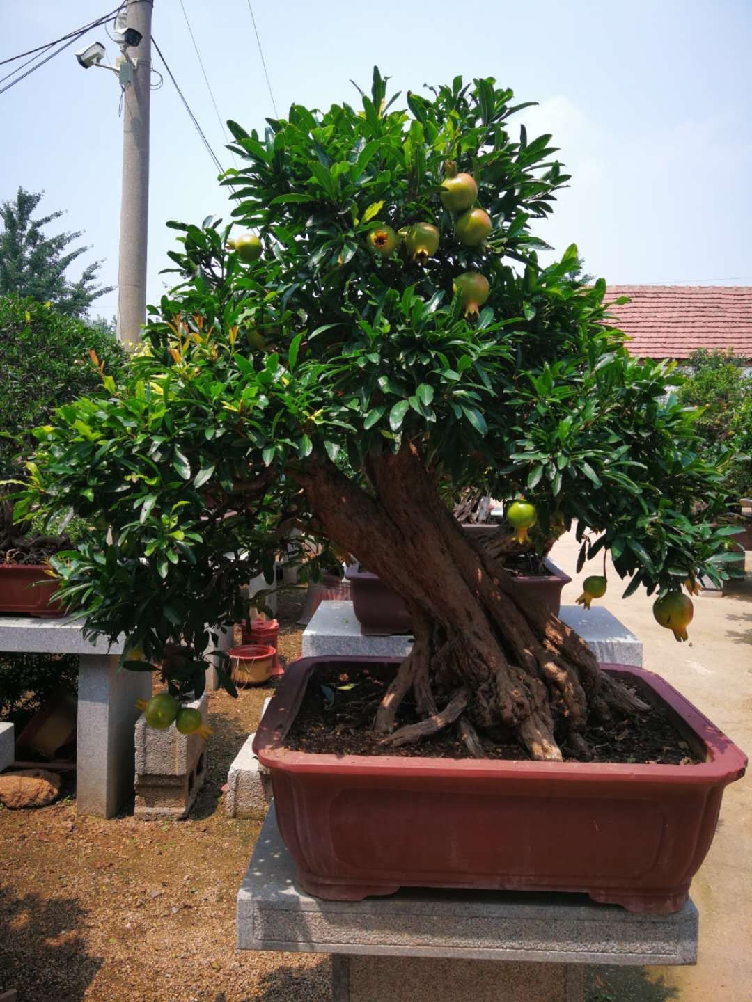 Cây lựu bonsai - cây cảnh phong thuỷ