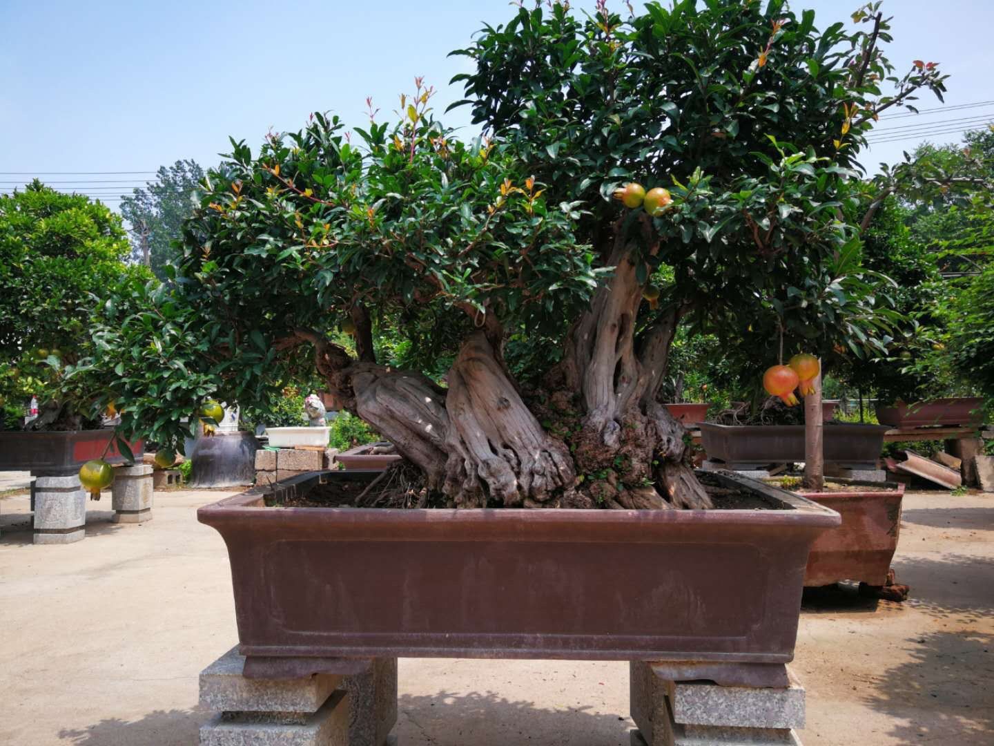 Cây lựu bonsai - cây cảnh phong thuỷ