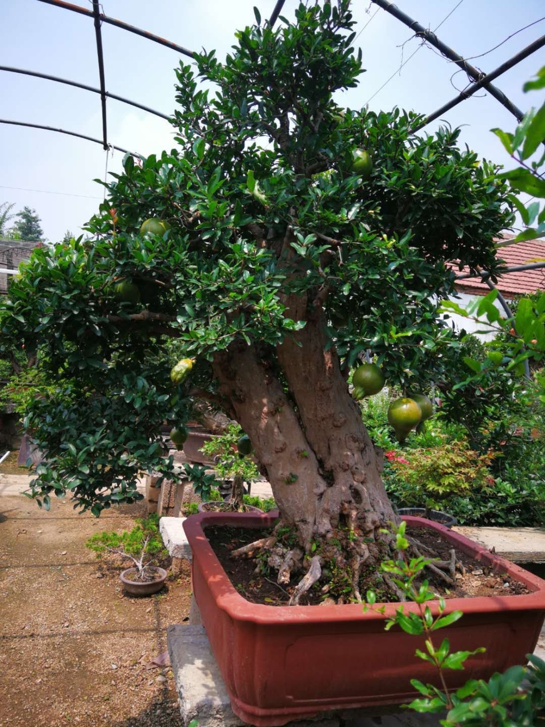 Cây lựu bonsai - cây cảnh phong thuỷ