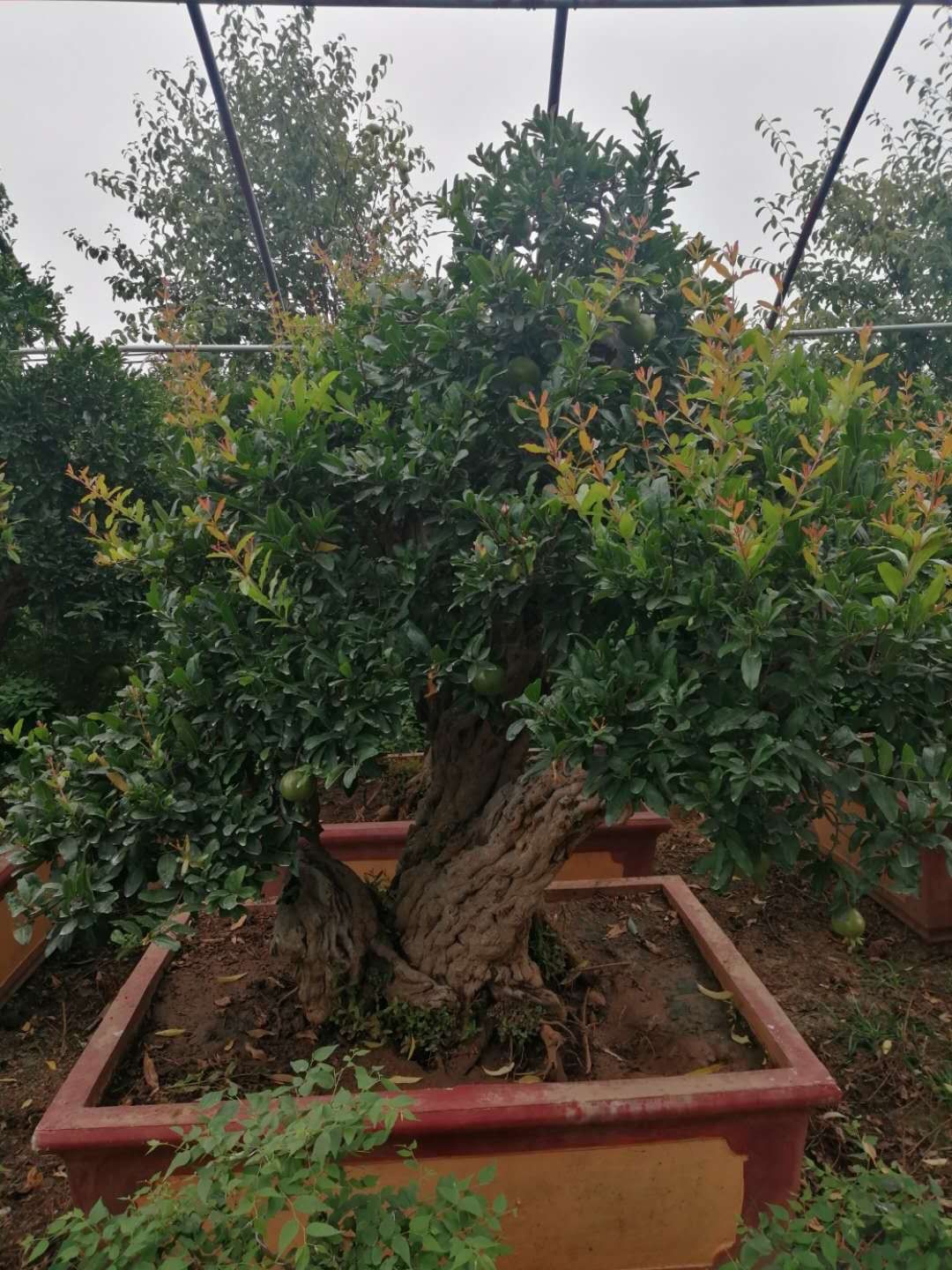 Cây lựu bonsai - cây cảnh phong thuỷ