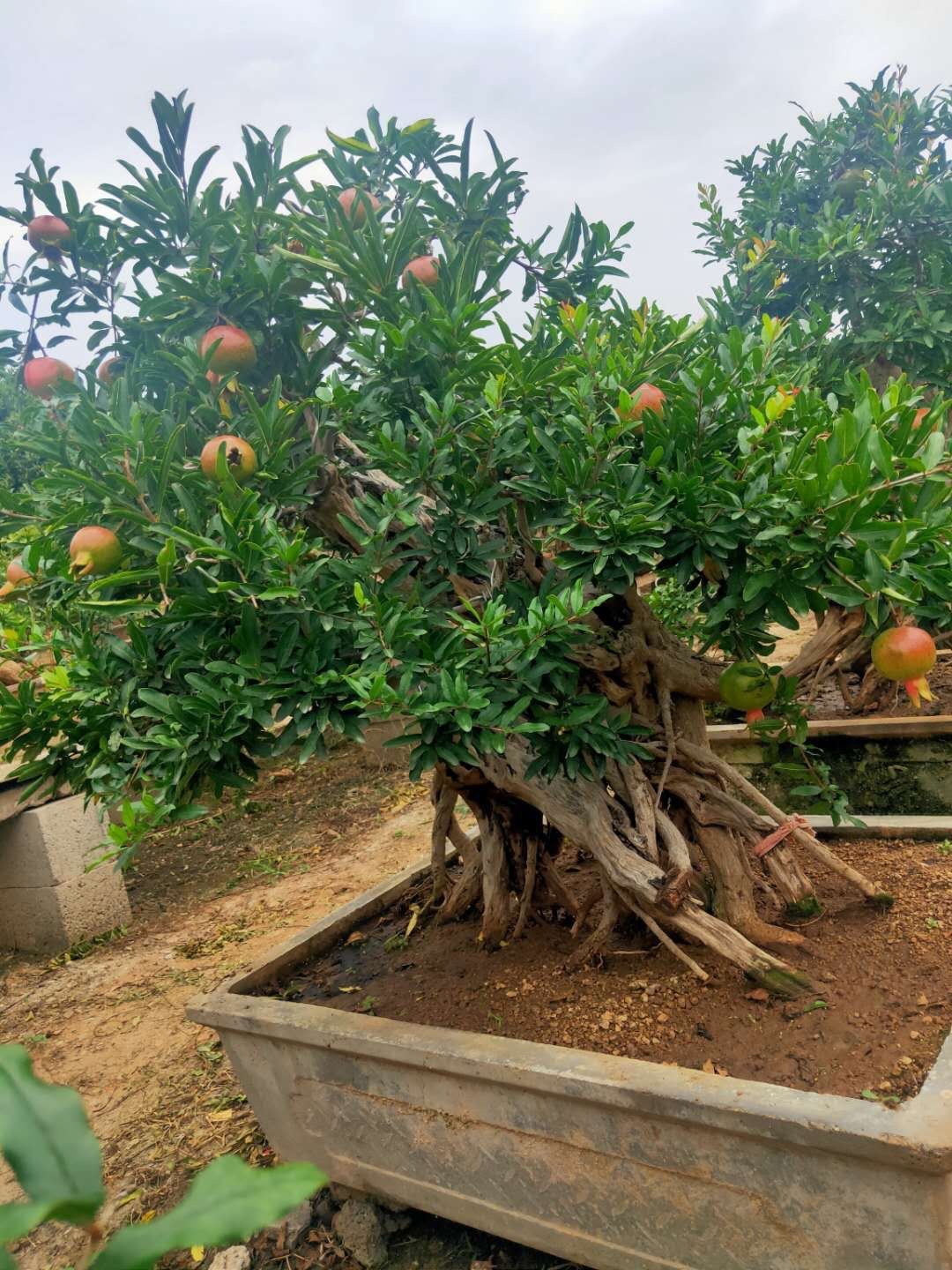 Cây lựu bonsai - cây cảnh phong thuỷ