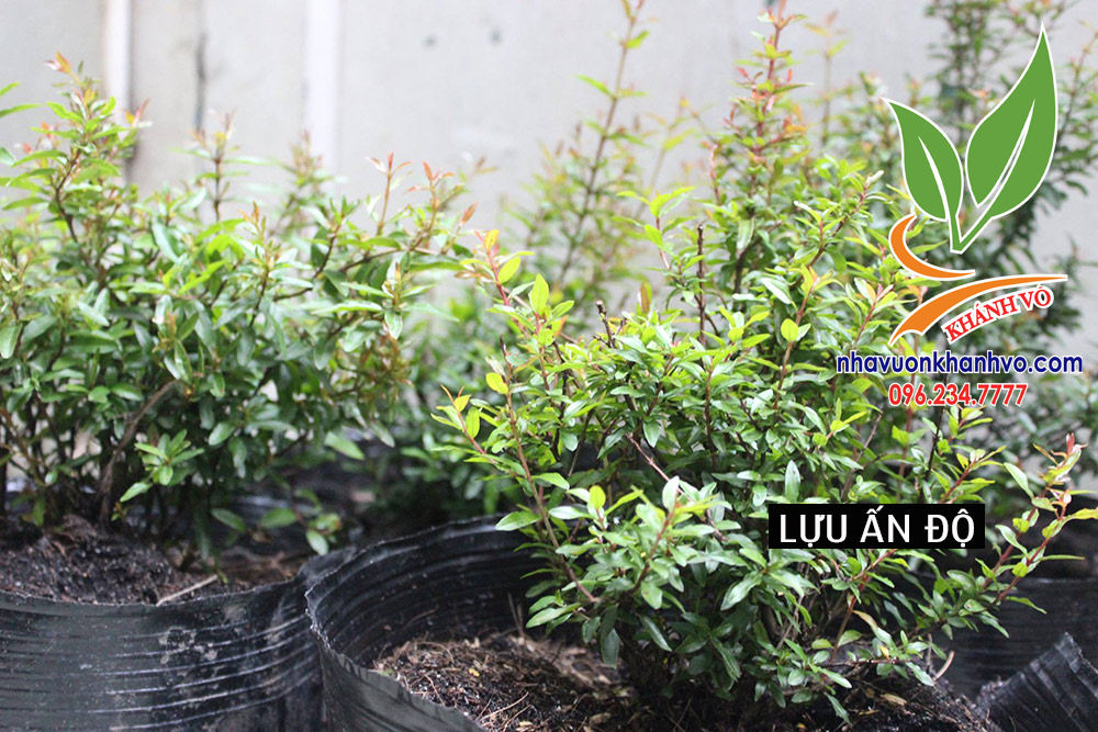 Cây Lựu Đỏ Ai Cập Giống Cao Từ 20-30cm