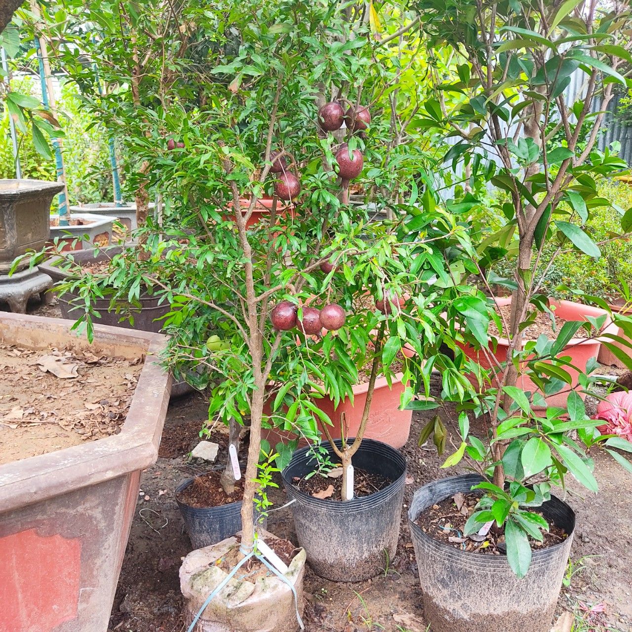 Cây Lựu Nga Đen Đang Trái Cao 1m