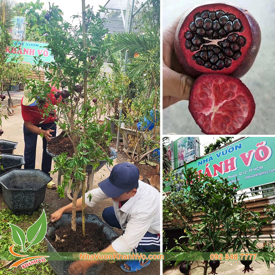 Cây Lựu Nga Đen Đang Trái Cao 1m