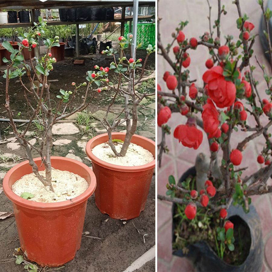 Cây Mai Đỏ Nhật Bản Đang Hoa