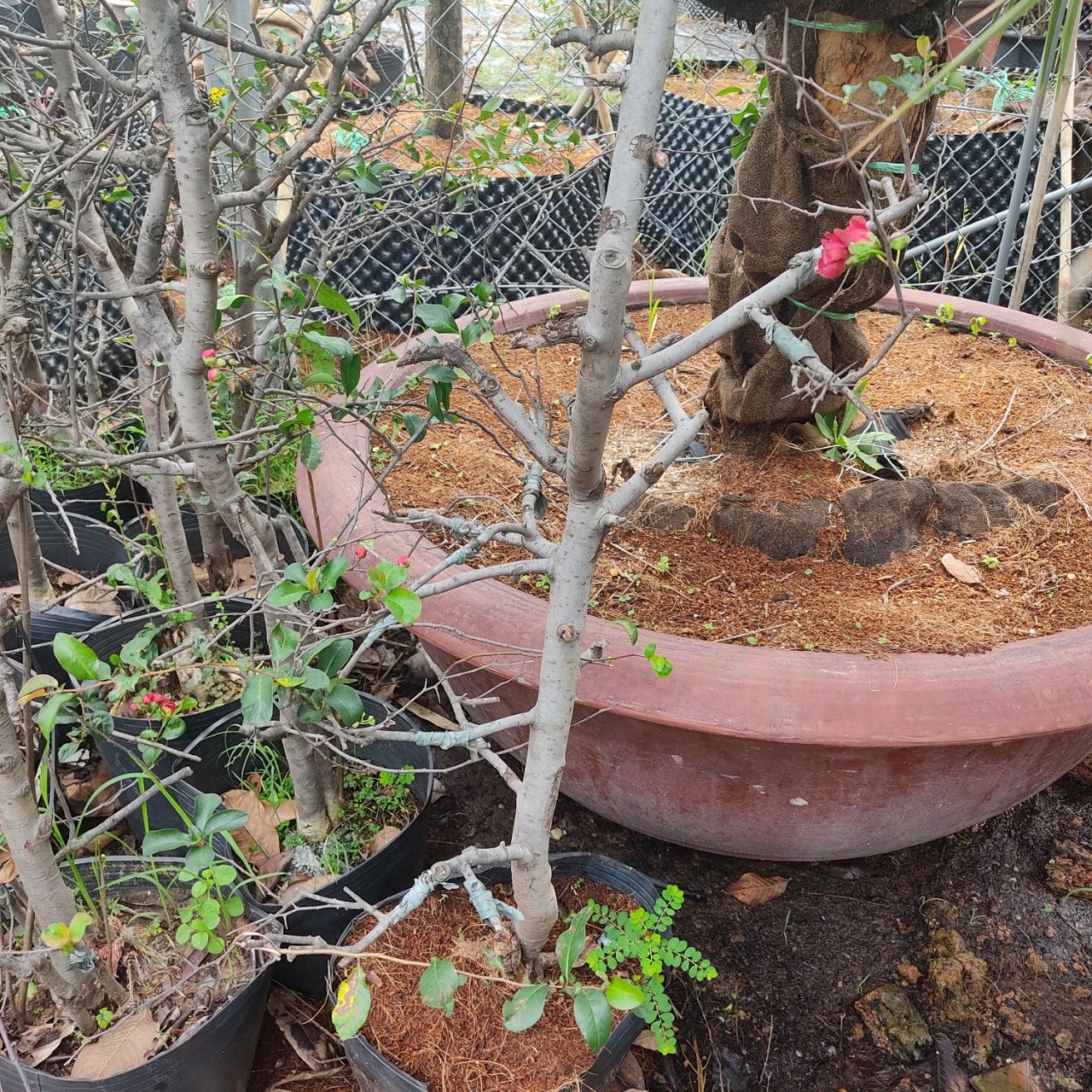 Cây Mai Đỏ Nhật Bản Gốc lớn Đang Hoa