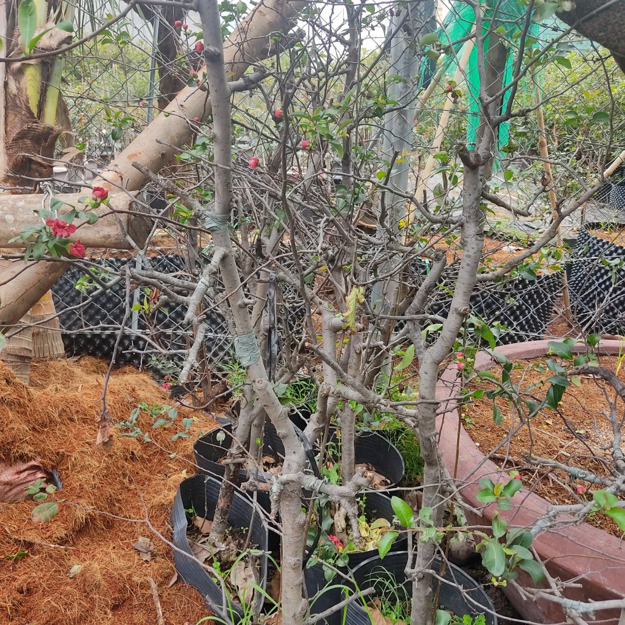 Cây Mai Đỏ Nhật Bản Gốc lớn Đang Hoa