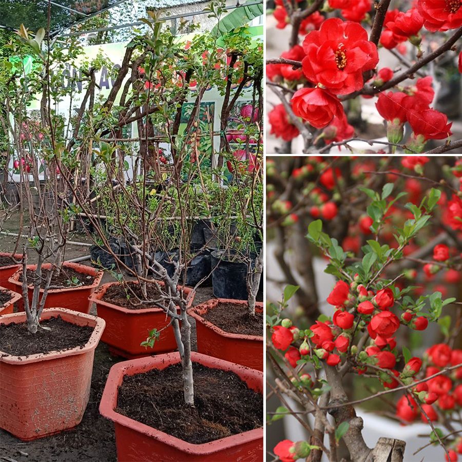 Cây Mai Đỏ Nhật Bản Sắp Bông