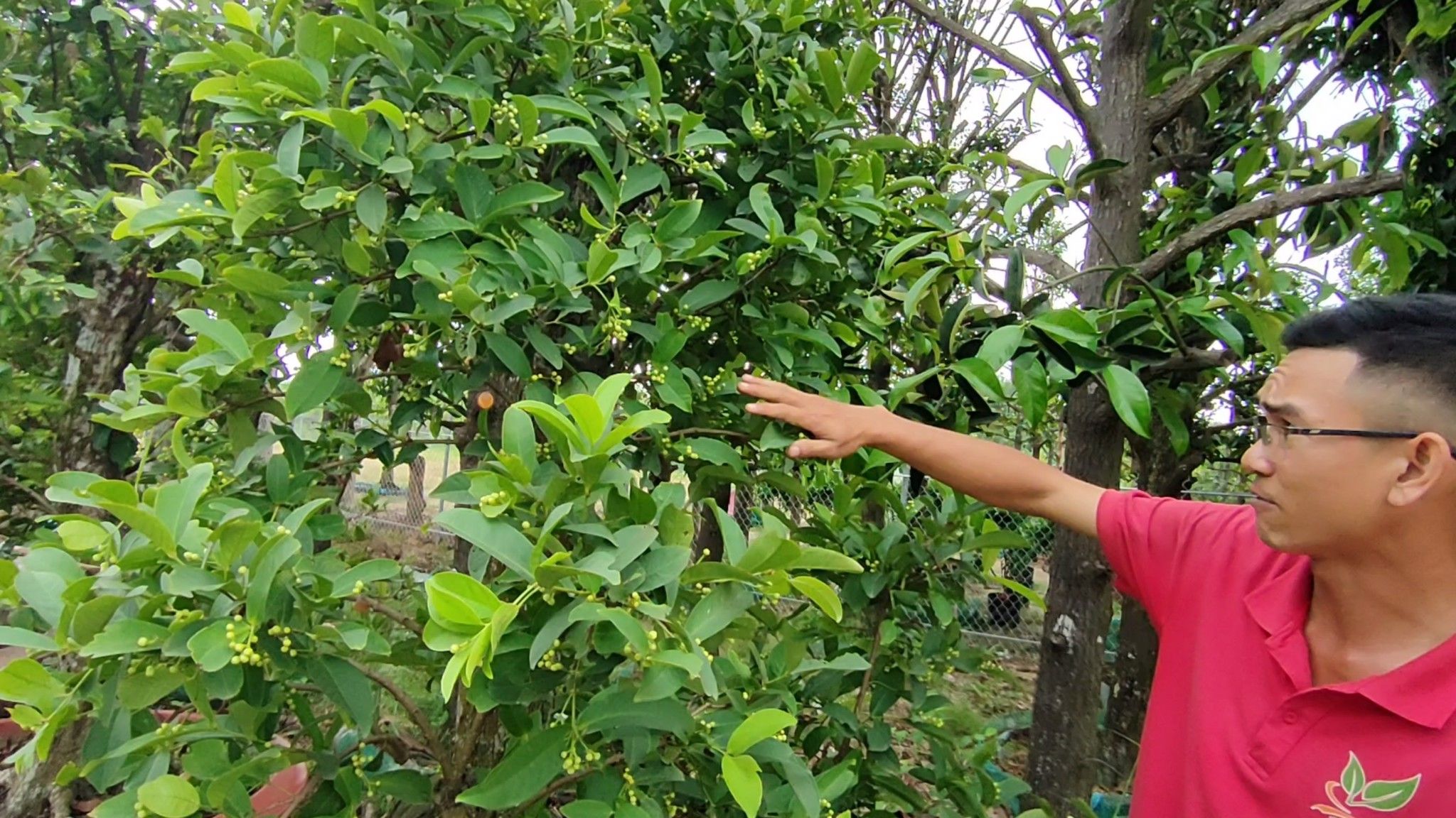 Cây Mận Hoàng Yến Cổ Thụ Sai Trái