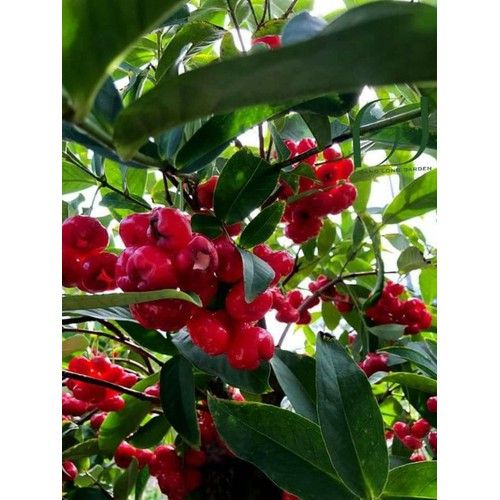 Cây Mận Hoàng Yến Cổ Thụ Sai Trái