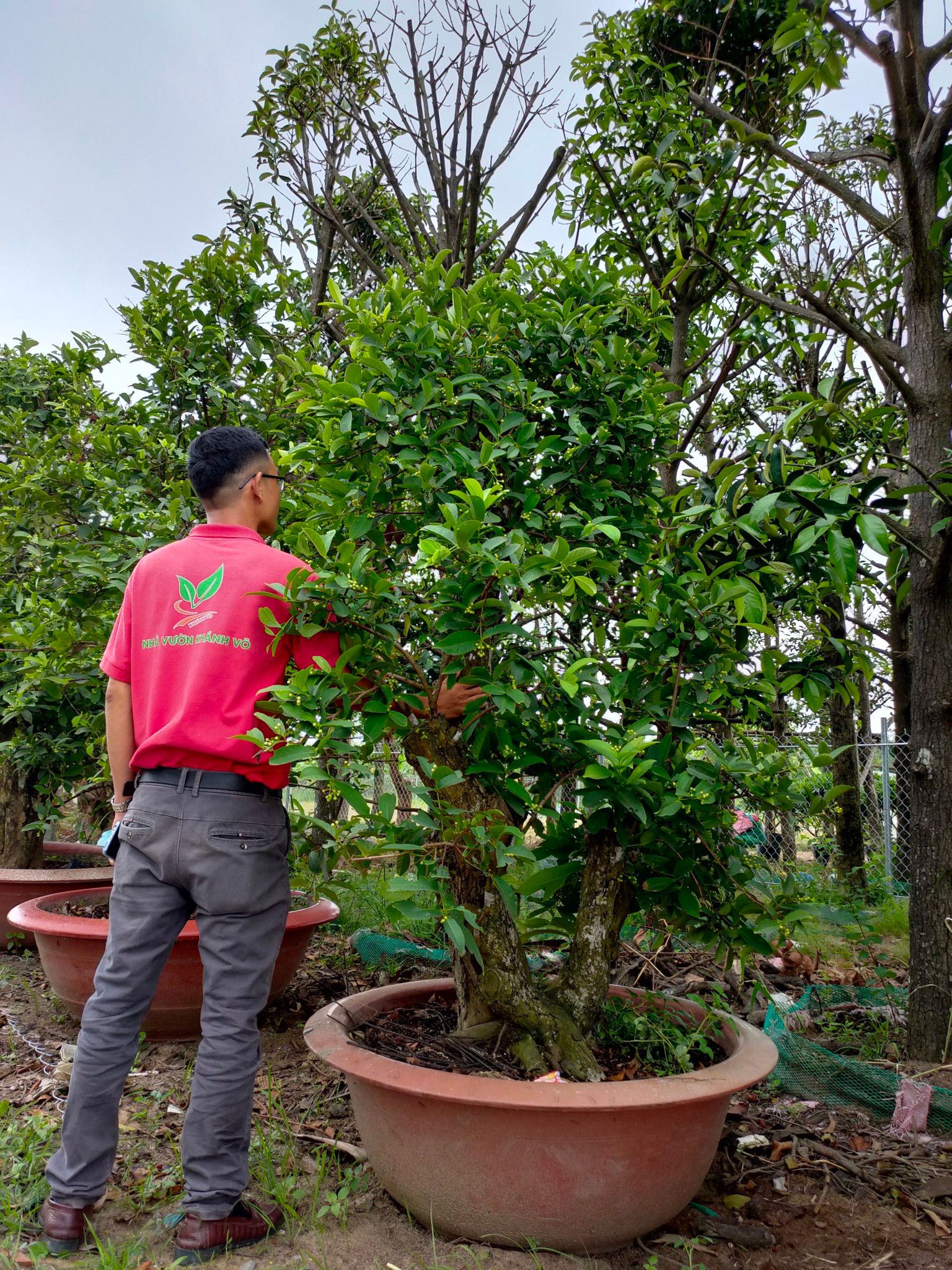 Cây Mận Hoàng Yến Thuần Chậu Lâu Năm