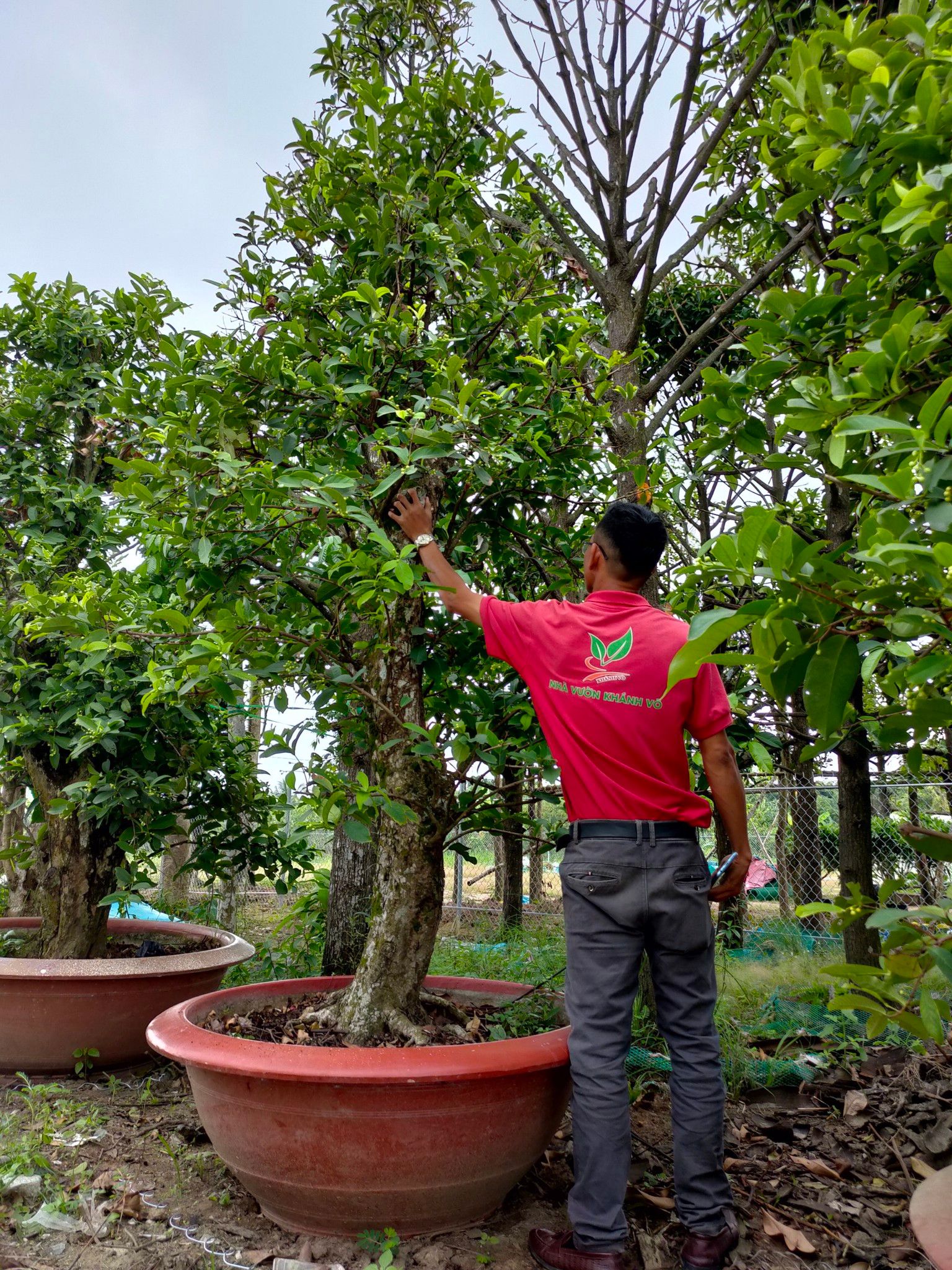 Cây Mận Hoàng Yến Thuần Chậu Lâu Năm