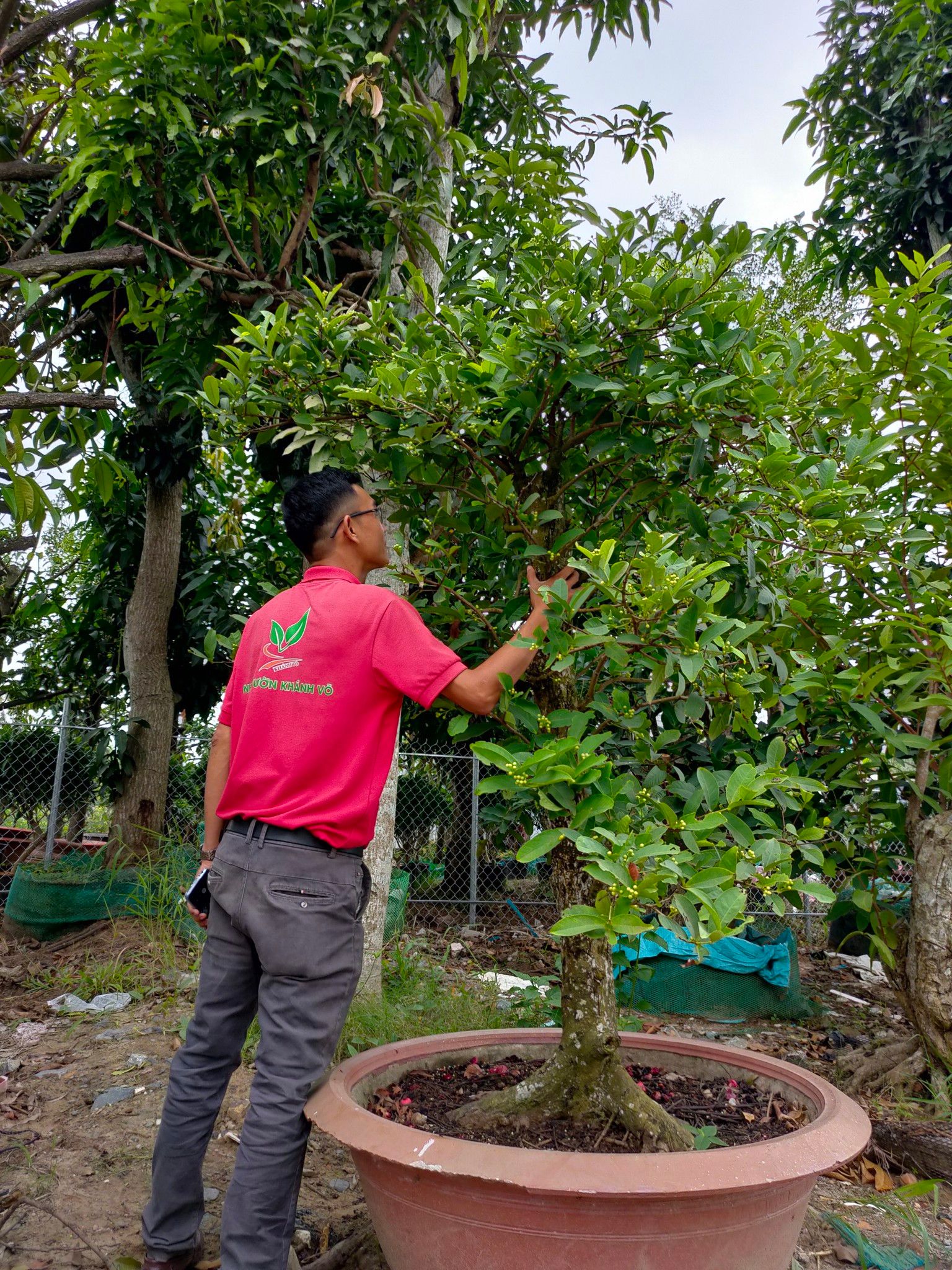 Cây Mận Hoàng Yến Thuần Chậu Lâu Năm