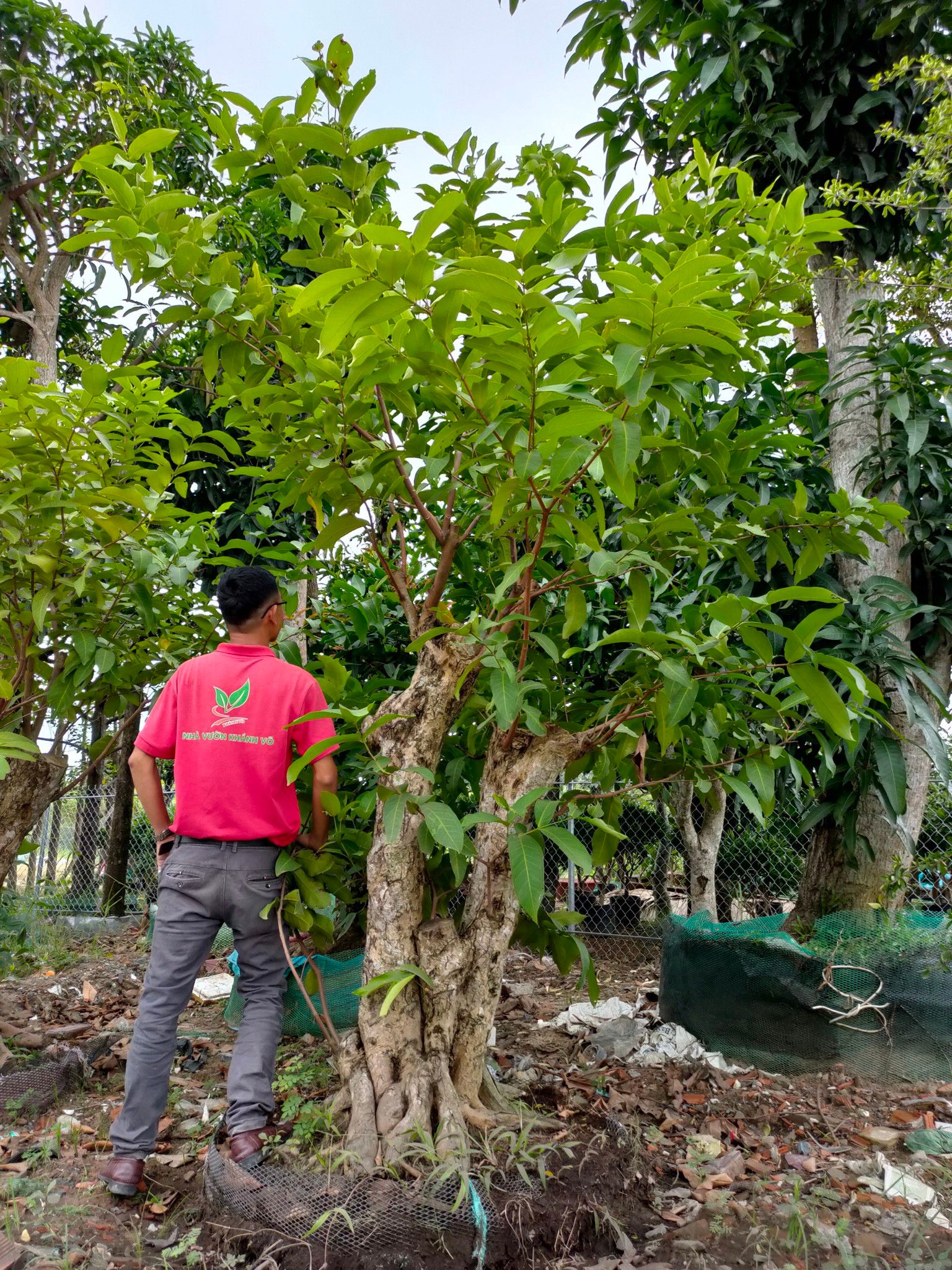 Cây Mận Hoàng Yến Cổ Thụ Sai Trái