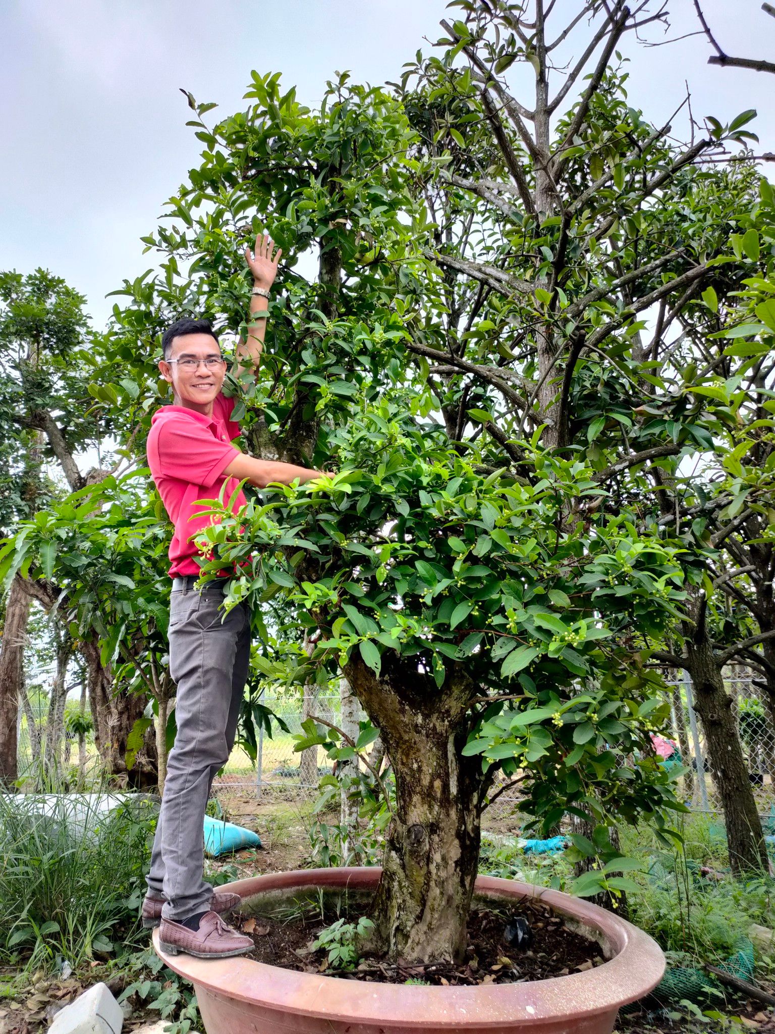 Cây Mận Hoàng Yến Cổ Thụ Sai Trái
