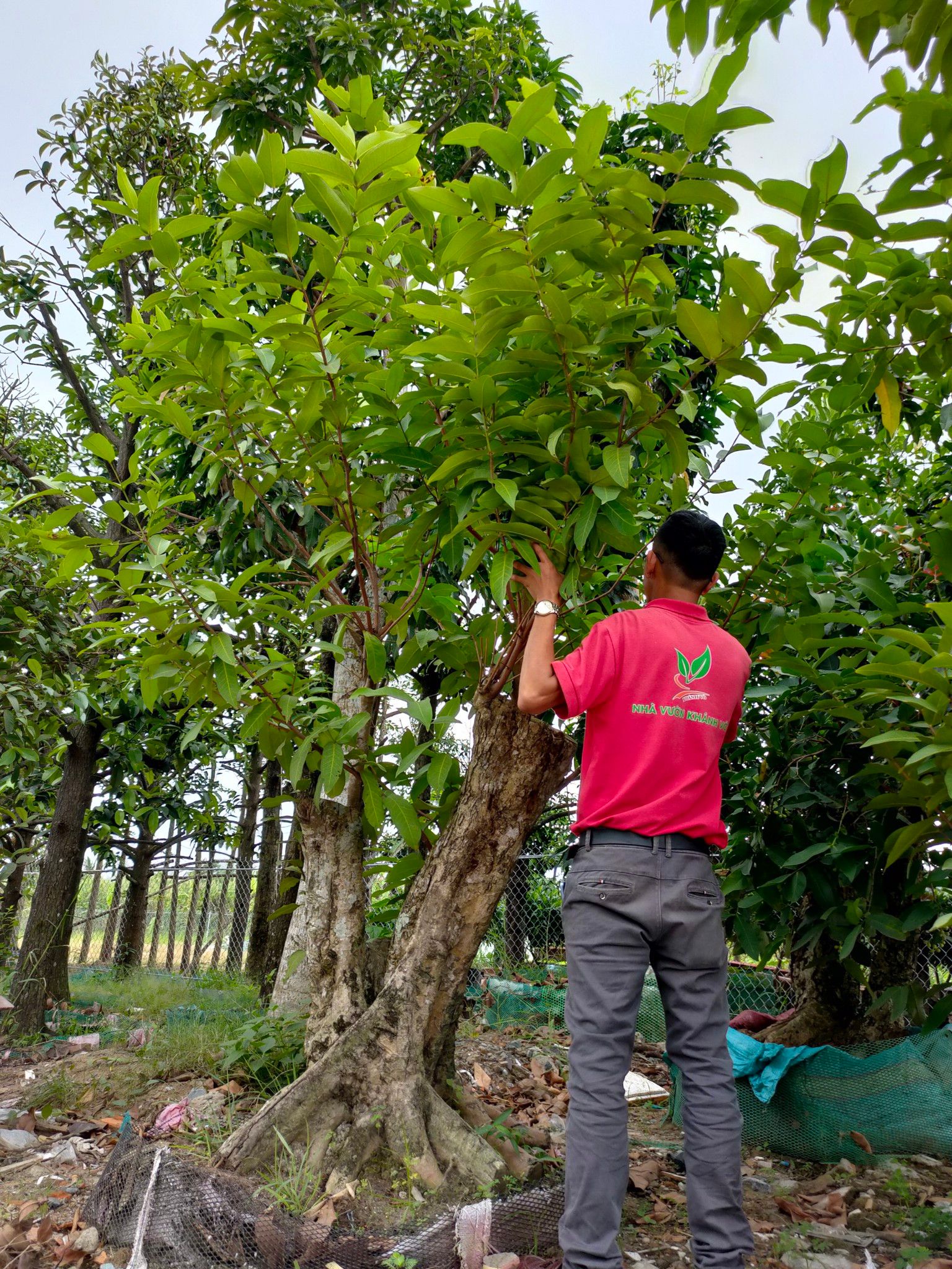 Cây Mận Hoàng Yến Cổ Thụ Sai Trái