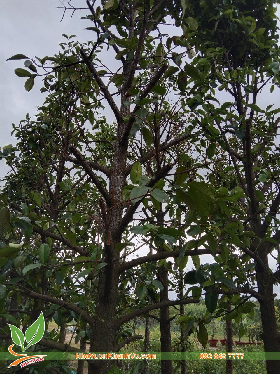 Cây Măng Cụt Lâu Năm Đã Ra Trái Cao 4m
