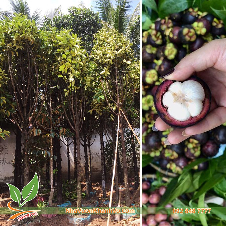 Cây Măng Cụt Trưởng Thành Cao 2m